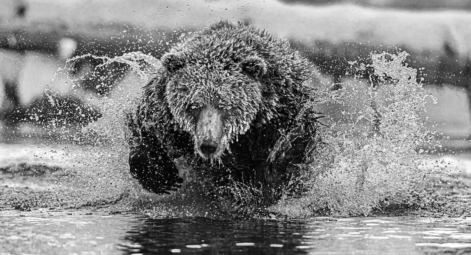 Svart-hvitt-bilde av grizzlybjørn i elv